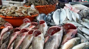 تغيرات في أسعار الأسماك داخل سوق العبور اليوم الأربعاء 25 مارس 2026